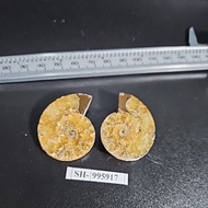 Stone Ammonite Fossil MADAGASCAR NATURAL STONE