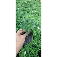 Jasmine Tree Auspicious 100% Sun-Resistant Rain-Resistant Drought-Resistant