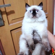 kucing persian himalayan cemong kitten