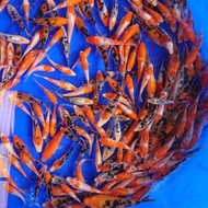 bibit ikan koi blitar ( 2 - 8 CM )