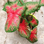 UBI KELADI THAI RON THONG CALADIUM BULB THAILAND