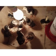 Murah Jual Anak Ayam Bangkok Super Pukul Ko KODE 7020 Berkualitas