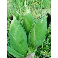 5 ounces of sticky rice corn seeds
