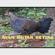 Pendrive Siap Dengan Suara Ayam Hutan Betina