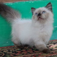 kucing Munchkin Himalaya ragdoll