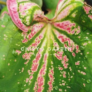 Thai Beauty caladium (keladi Thai Beauty) | Chiryo Garden