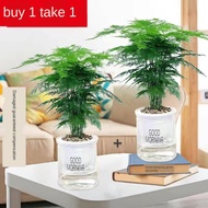 Artificial plant Home Decoration seed Green plants Asparagus bonsai pot hijau tanaman tanah dalaman tanaman hidroponik Y