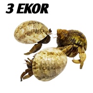 10 cangkang shell kelomang umang keong kecil murah
