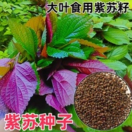 Perilla Seeds Seeds Seeds Edible Perilla Leaf Seeds Seeds Seeds Wild Vegetables Vegetables Seeds Fou