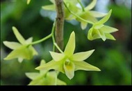 Den.tosaense var. alba 台灣黃花石斛白變種(瓶苗) , 台灣的珍稀藥用植物, 軟黃金 !