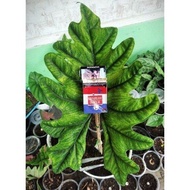 bonggol alocasia jacklyn