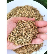 Jintan Manis / Fennel Seed