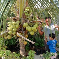 bibit kelapa hijau nias