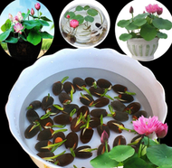 20 Pcs Mixed Colours Mini Lotus Seeds Malaysia Lotus Water Lily Bonsai Flower Plants Seeds Gardening Deco Caladium Plant Bonsai Tree Live Plant(benih Pokok Bunga Pokok Bunga Hidup Air Plants Live Flower Plant Bunga Hidup)