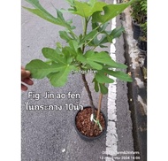 มะเดื่อฝรั่ง จินออเฟ่น กระถาง 10นิ้ว/ Fig tree jin ao fen 1 potted plant