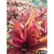 bromeliad- fire ball