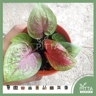 Caladium Red Leafy Indoor Outdoor Plant | LIVE PLANT (PTP0373)