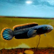 ikan chana limbata zise 15-20 cm