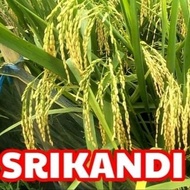 Benih Padi Srikandi bibit padi Sri kandi asli Indonesia berkwalitas un