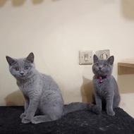 Kucing British shorthair betina blue