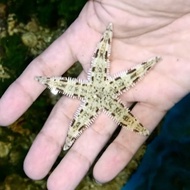 ikan hias laut bintang pasir
