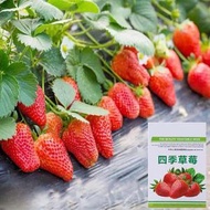 易成活四季家庭園藝盆栽草莓種籽 奶油紅草莓種子（包裝隨機發貨）