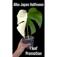 【TW668】monstera borsigiana albo japan halfmoon variegata live plant