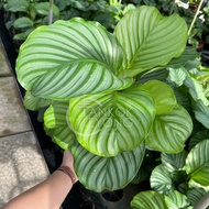 TKL - Calathea Orbifolia/Rotundifolia Fasciata/Calathea Fasciata 青苹果竹芋/彩苹果竹芋/红苹果竹芋