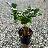 🔥BONSAI🔥 FICUS GINSENG TREE / Ficus Microcarpa / Outdoor / Indoor / Live Plants