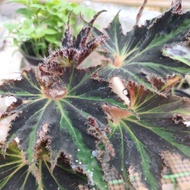 pokok begonia bintang/star begonia
