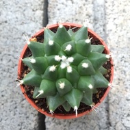 Cactus- 雪糕 Mammillaria vagaspina craig