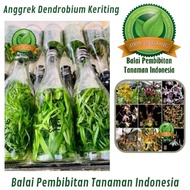 Botol Anggrek Dendrobium Keriting