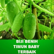 12 Biji benih timun baby terbaik / cucumber baby seeds