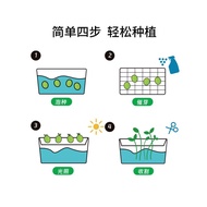 Seed Plate Seed Seedling Bean Sprout Observation Planting Potless Cultivation Box Pea Sprout Hydropo
