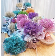 Ready stock home garden plant Flower seeds Gypsophila seeds Gypsophila Small Crown Flower  gypsophil