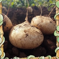 Efficient germination 10 biji benih Ubi Sengkuang /Jicama seed. Mudah hidup. Ubi rangup manis sedap 