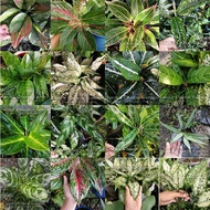 Aglaonema Cuttings (no roots, 13 varieties)