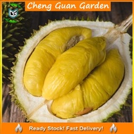 Anak Pokok Durian D600 Import Dari Thailand Pokok Stabil