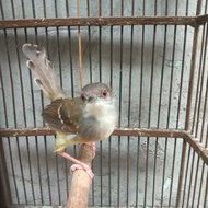 Burung Ciblek semi gacor jos