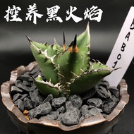 Agave Titanota ‘Black Flame’ 黑火焰仁王冠 黑火焰严龙 龙舌兰