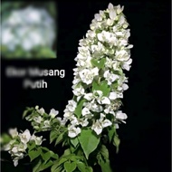 tanaman hias bougenville bunga sakura ekor musang putih