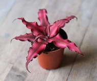 Cryptanthus Red Star with FREE plastic pot, pebbles and garden soil - (Rare Indoor Plant and 3 Stocks Only)