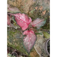 Lance whorton Caladium