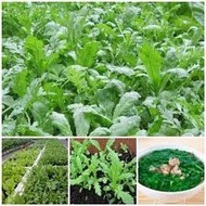 5 ounces of chrysanthemum seeds
