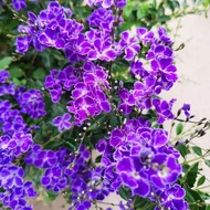蕾丝金露花盆栽蓝精灵花蓝花茄花白色耐刼巧克力花四季花卉