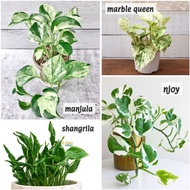 Pokok Epipremnum Aureum Manjula Njoy Marble queen jessenia Shangrila Pothos