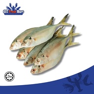 FROZEN IKAN SELAR UNCLEANED 1KG/PKT 冷冻色拉鱼 - GST FRESH MART