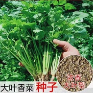 Instant Big Leaf Coriander Seeds Coriander Seeds Coriander Seeds Extraction-Resistant Original Four 