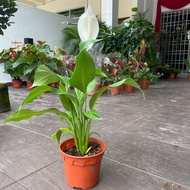 H2O - Spathiphyllum Mojo / Peace Lily / 白掌白鹤芋 / Indoor Plant / Live Plant