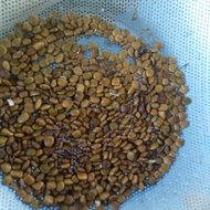 Jicama seeds (pack of 15 seeds)